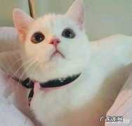 怎样使用猫砂更有效 怎么用猫砂才最节省