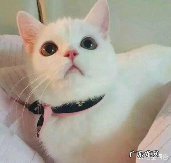 怎样使用猫砂更有效 怎么用猫砂才最节省
