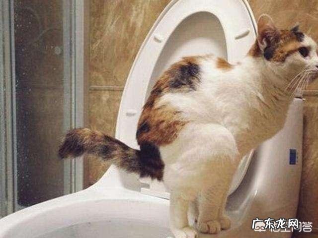 怎样使用猫砂更有效 怎么用猫砂才最节省