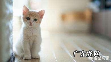 怎样使用猫砂更有效 怎么用猫砂才最节省