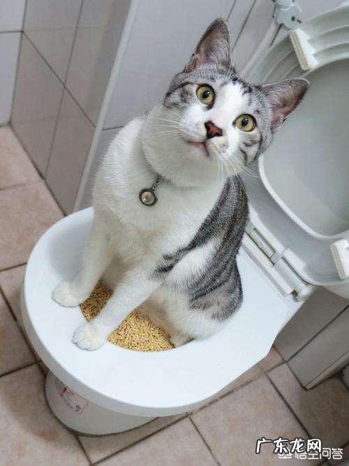 怎样使用猫砂更有效 怎么用猫砂才最节省