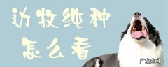 边牧犬纯种如何认别 边牧纯种怎么看