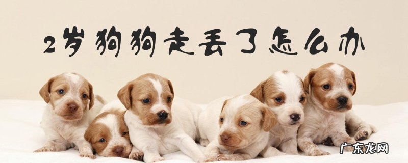 宠物狗丢了怎么办 2岁狗狗走丢了怎么办