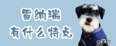 雪纳瑞有什么特点有趣在哪 雪纳瑞有什么特点