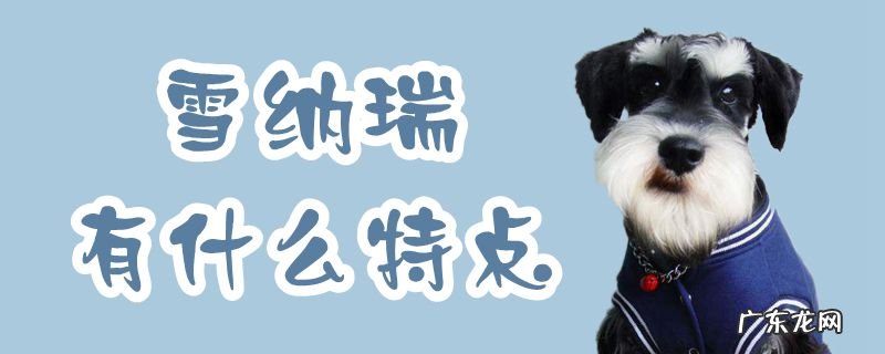 雪纳瑞有什么特点有趣在哪 雪纳瑞有什么特点