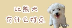 比熊犬性格和特点 比熊犬有什么特点