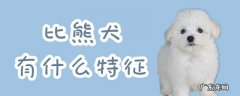 比熊犬性格和特点 比熊犬有什么特征