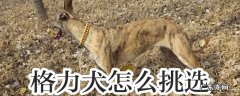 格力犬怎么挑选纯种犬 格力犬怎么挑选