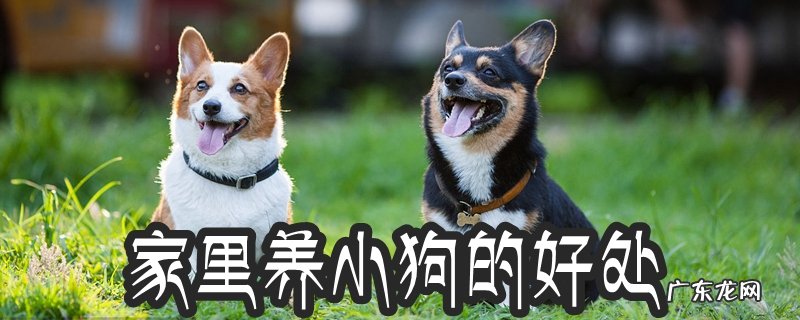 家里养狗的好处是什么 家里养小狗的好处