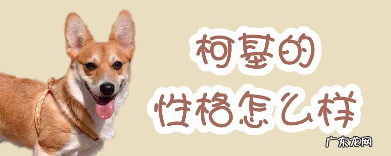 小柯基性格怎么样 柯基的性格怎么样