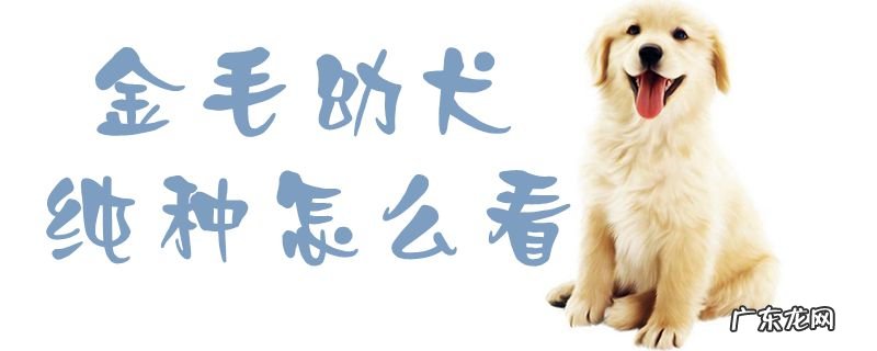 怎样挑选金毛犬纯种幼犬 金毛幼犬纯种怎么看