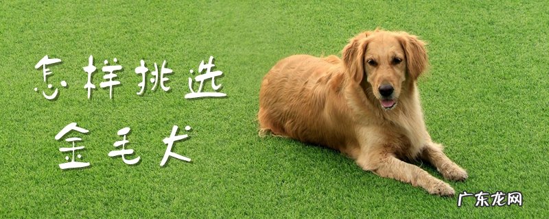 怎样挑选金毛犬长大后会非常漂亮 怎样挑选金毛犬