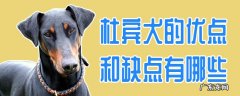 杜宾犬好不好 杜宾犬的优点和缺点有哪些