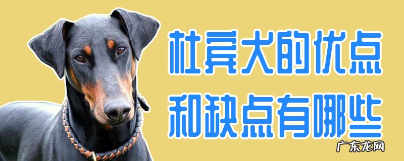 杜宾犬好不好 杜宾犬的优点和缺点有哪些