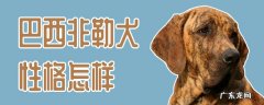 巴西菲勒犬打架厉害吗 巴西非勒犬性格怎样