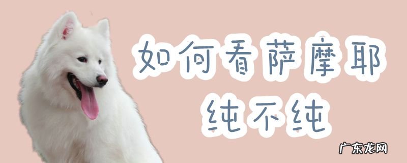 如何看萨摩耶是不是纯种 如何看萨摩耶纯不纯