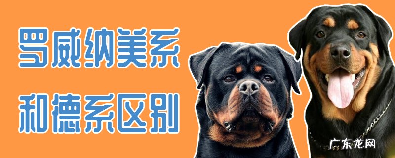 德系罗威纳和美系罗威纳的区别 罗威纳美系和德系区别