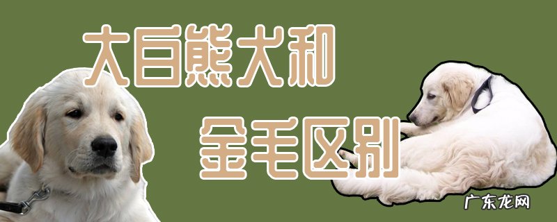 和大白熊犬相似的狗狗 大白熊犬和金毛区别