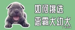 恶霸犬种类怎么分 如何挑选恶霸犬幼犬