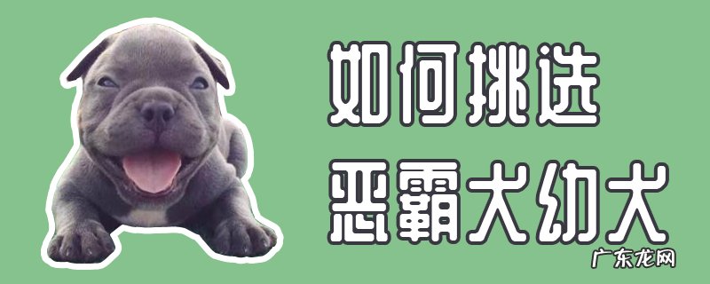恶霸犬种类怎么分 如何挑选恶霸犬幼犬