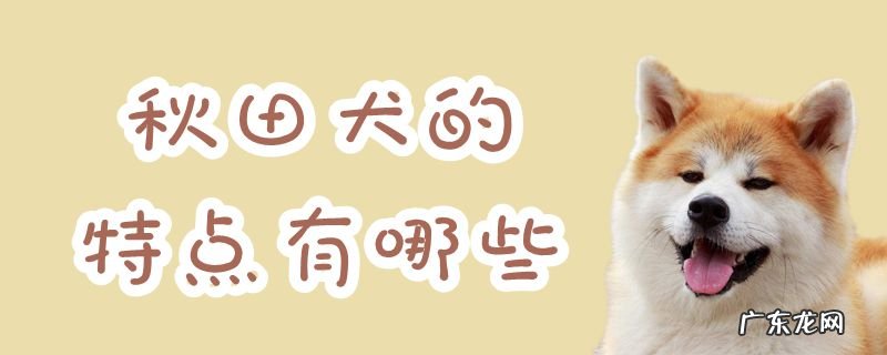 秋田犬的性格特点是怎么样的 秋田犬的特点有哪些