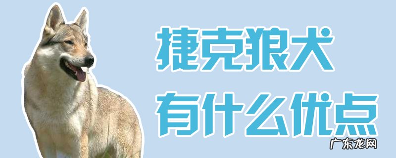 捷克狼犬与狼的区别 捷克狼犬有什么优点