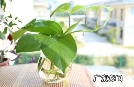 无土绿萝怎么养 绿萝可以无土栽培吗
