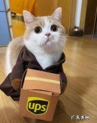 猫发快递应该准备什么？猫咪的快递单应该怎么写？