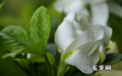 栀子花可以水培养吗 栀子花可以一直水培吗