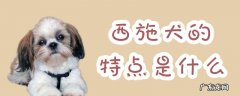 西施犬优缺点 西施犬的特点是什么