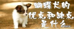 蝴蝶犬优缺点及适合人群 蝴蝶犬的优点和缺点是什么