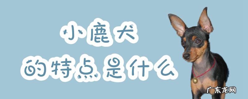 小鹿犬的性格特点 小鹿犬的特点是什么