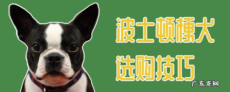 纯种波士顿梗犬多少钱一只 波士顿梗犬选购技巧