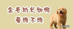金毛分辨纯不纯 金毛幼犬如何看纯不纯