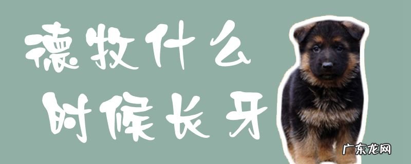 德牧几个月换牙齿 德牧什么时候长牙