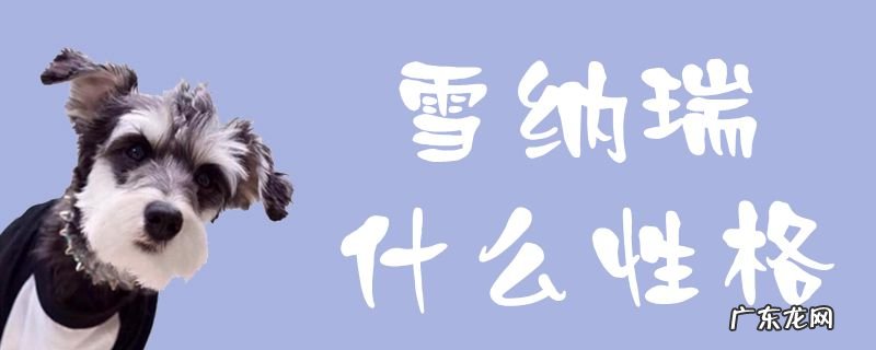 雪纳瑞有什么特点和性格 雪纳瑞什么性格