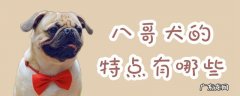 八哥有什么特点 八哥犬的特点有哪些