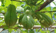 佛手瓜为什么发芽 发芽的佛手瓜有毒吗