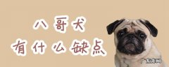 八哥的优缺点 八哥犬有什么缺点