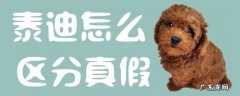 真泰迪与假泰迪的区别 泰迪怎么区分真假