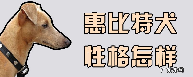 惠比特犬聪明吗 惠比特犬性格怎样