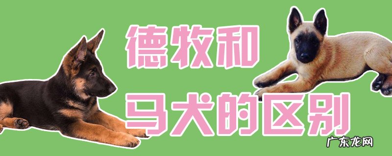 德牧好还是马犬好 德牧和马犬的区别