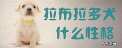 拉布拉多犬的特征和性格特征 拉布拉多犬什么性格