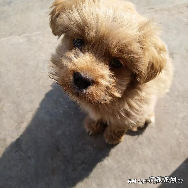 串串狗好养吗聪明吗 串串狗能当宠物狗养吗
