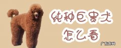 如何挑选巨贵幼犬 纯种巨贵犬怎么看