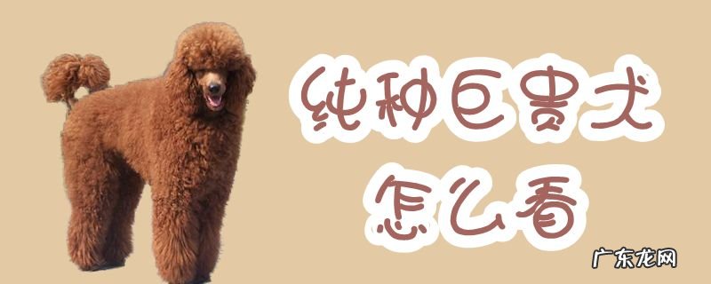如何挑选巨贵幼犬 纯种巨贵犬怎么看