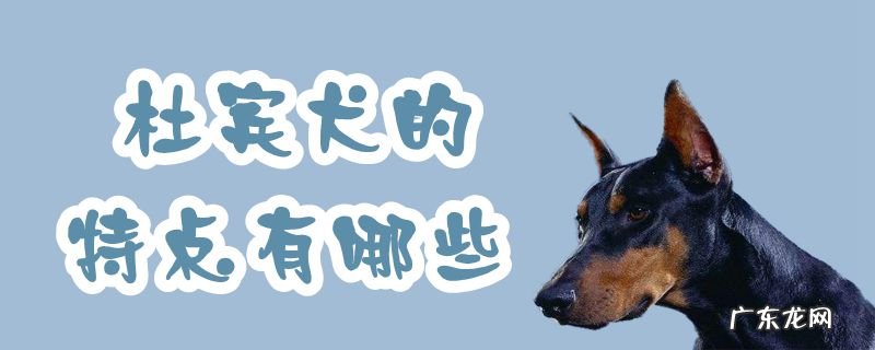杜宾犬分为几种类型 杜宾犬的特点有哪些