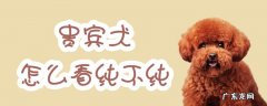 怎么看贵宾犬纯不纯种 贵宾犬怎么看纯不纯