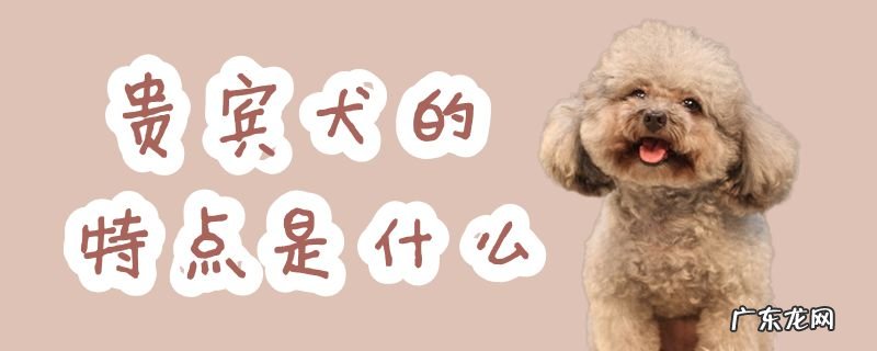 贵宾犬的缺点 贵宾犬的特点是什么