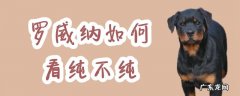 罗威纳品相怎么看 罗威纳如何看纯不纯